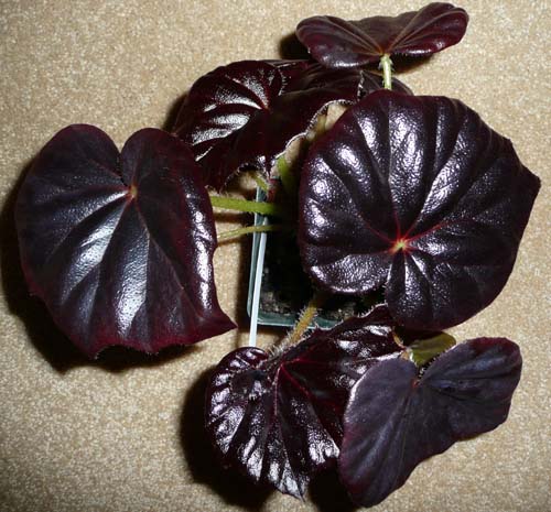 B. ‘Burgundy Fred’